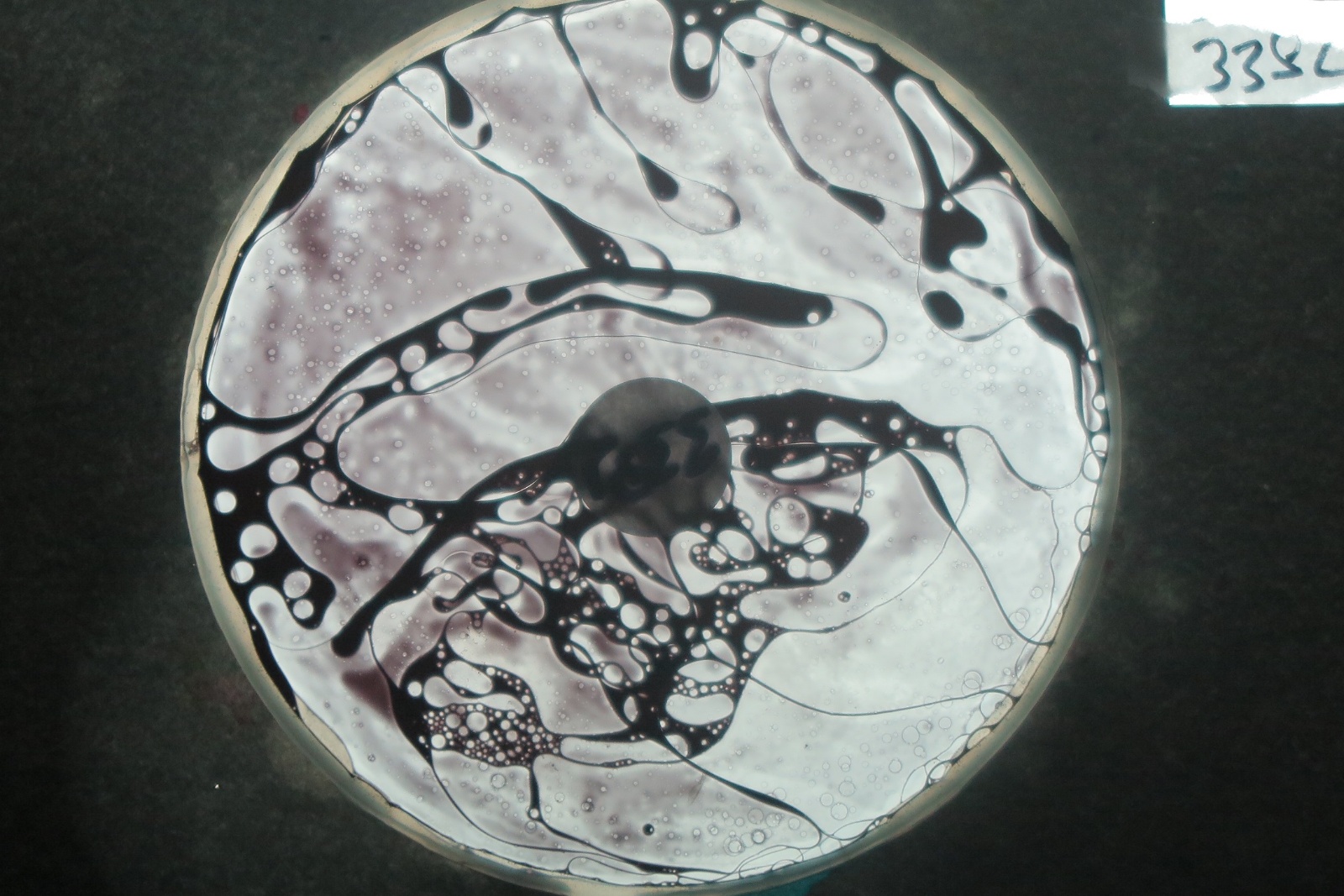 BV3382 bubble vision oil wheel